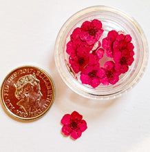 Load image into Gallery viewer, Mini Dried Pressed Flower 20 pcs Pot - 1
