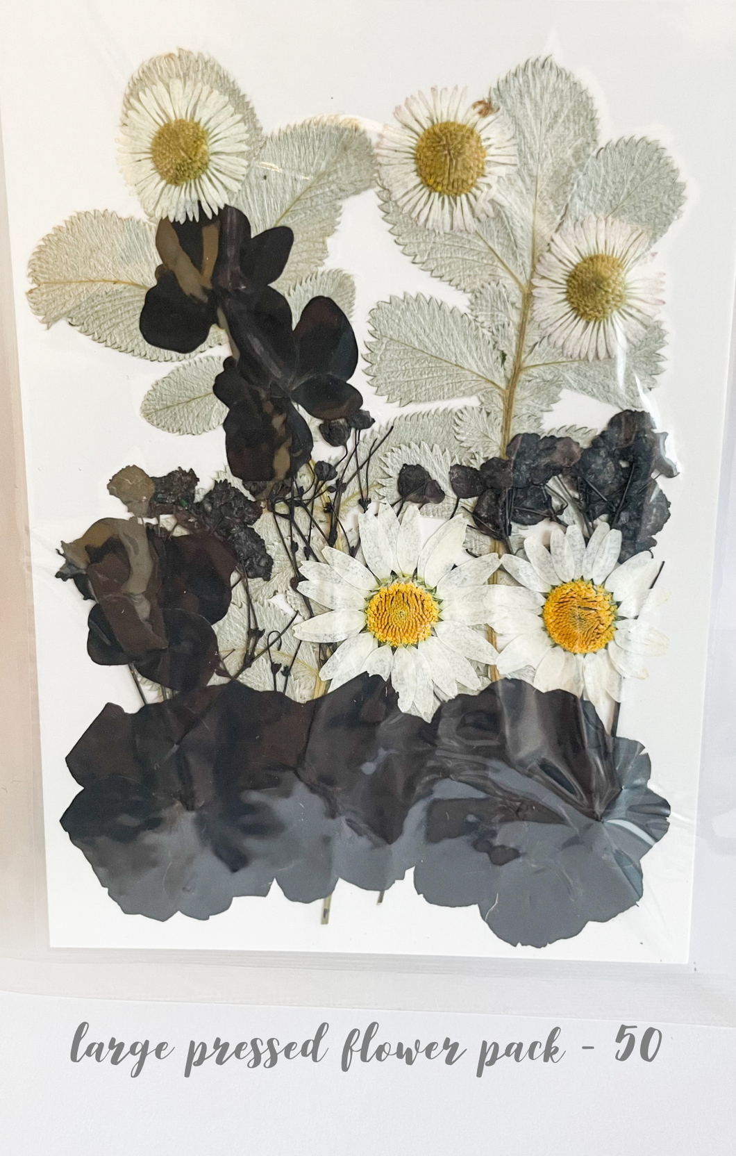 Large Dried Pressed Flower Pack - 50