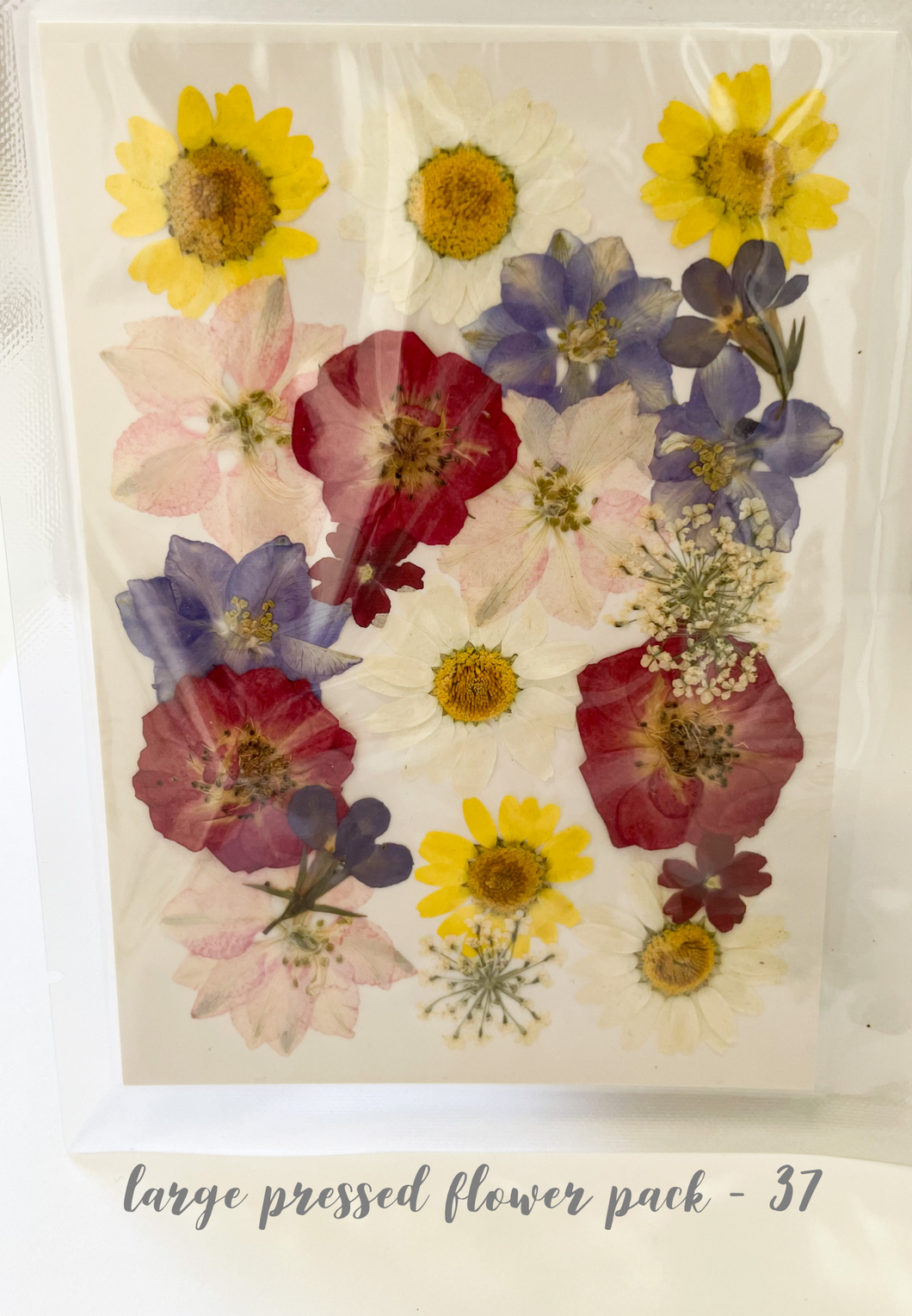 Large Dried Pressed Flower Pack - 37