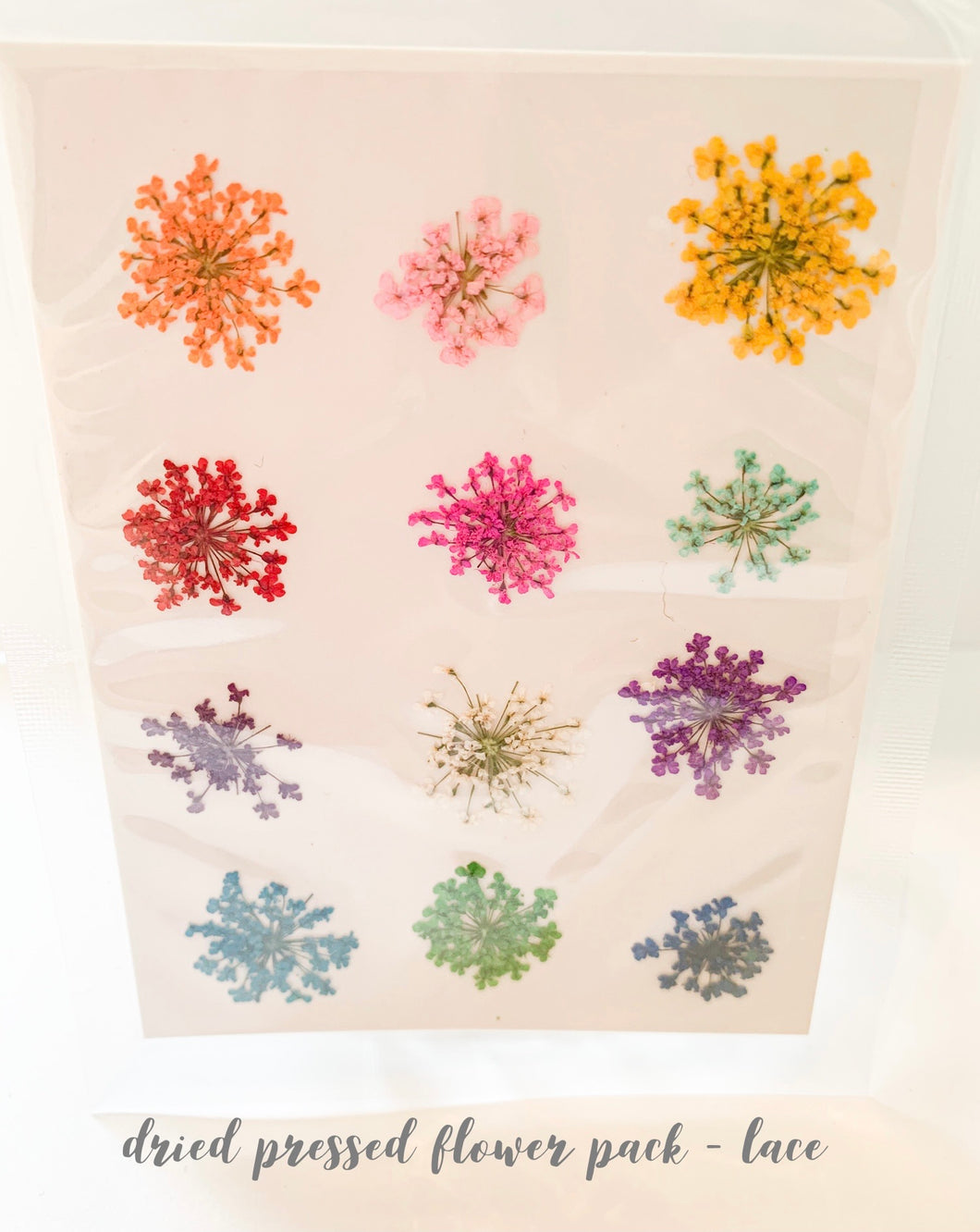 Small Dried Pressed Flower Pack - Lace