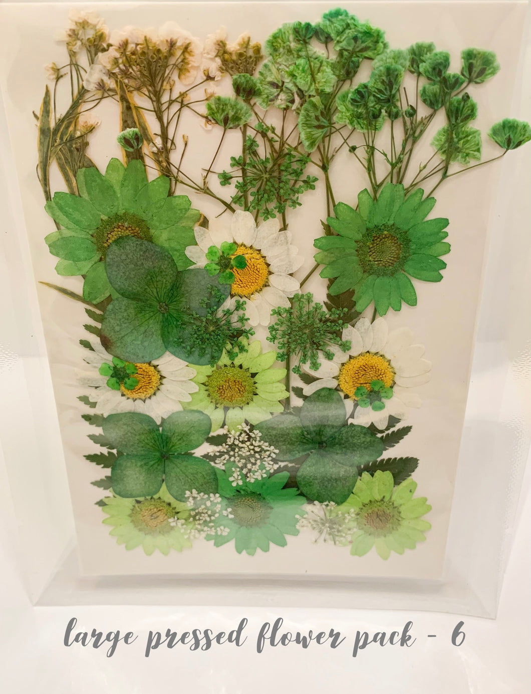 Large Dried Pressed Flower Pack - 6