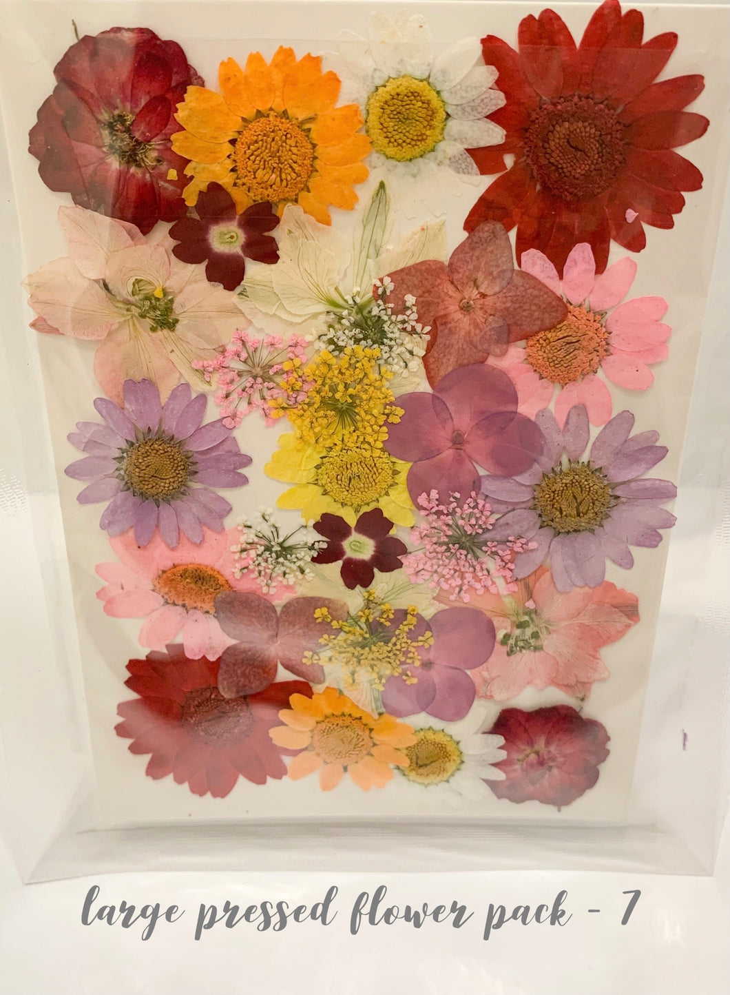 Large Dried Pressed Flower Pack - 7