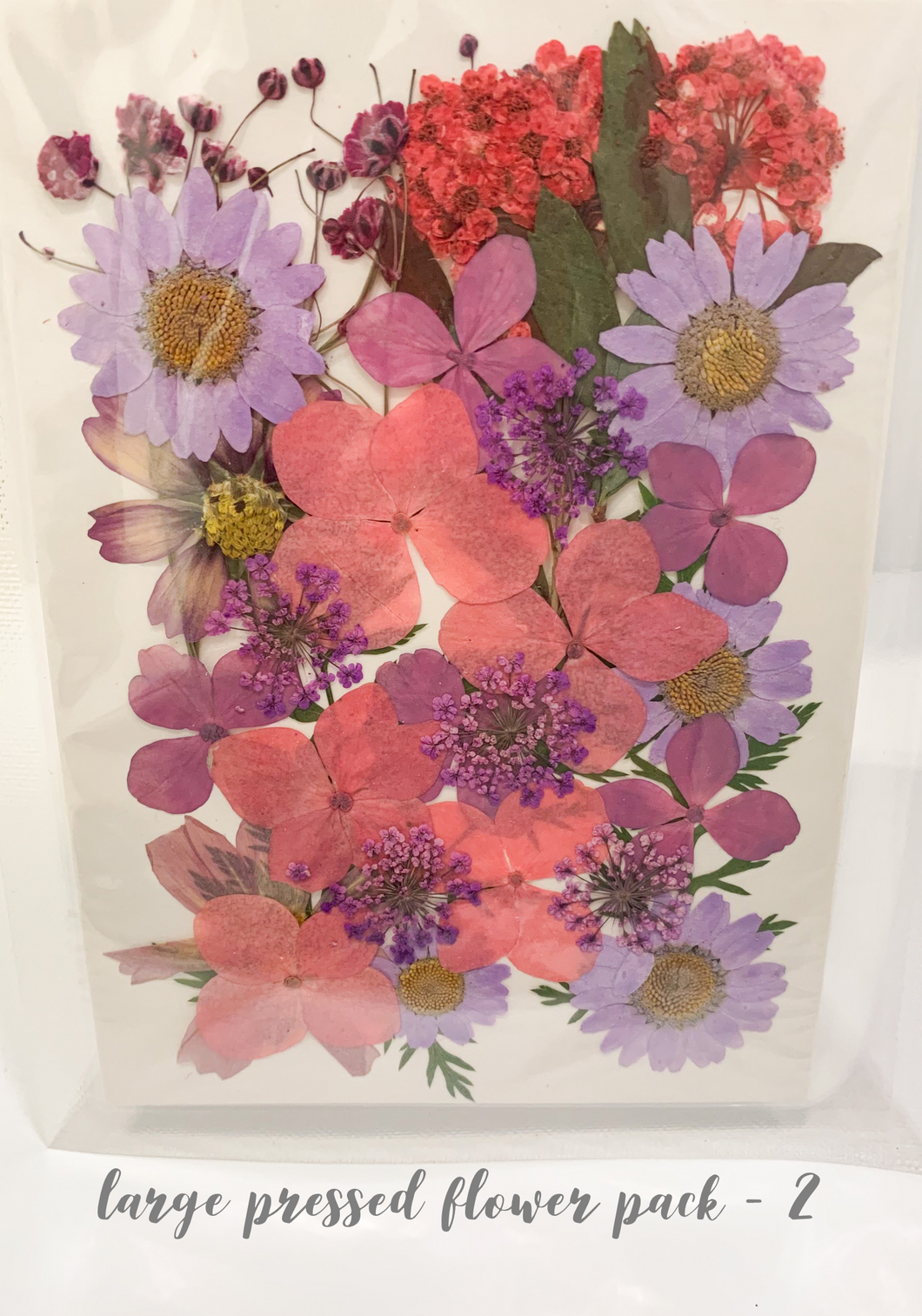 Large Dried Pressed Flower Pack - 2