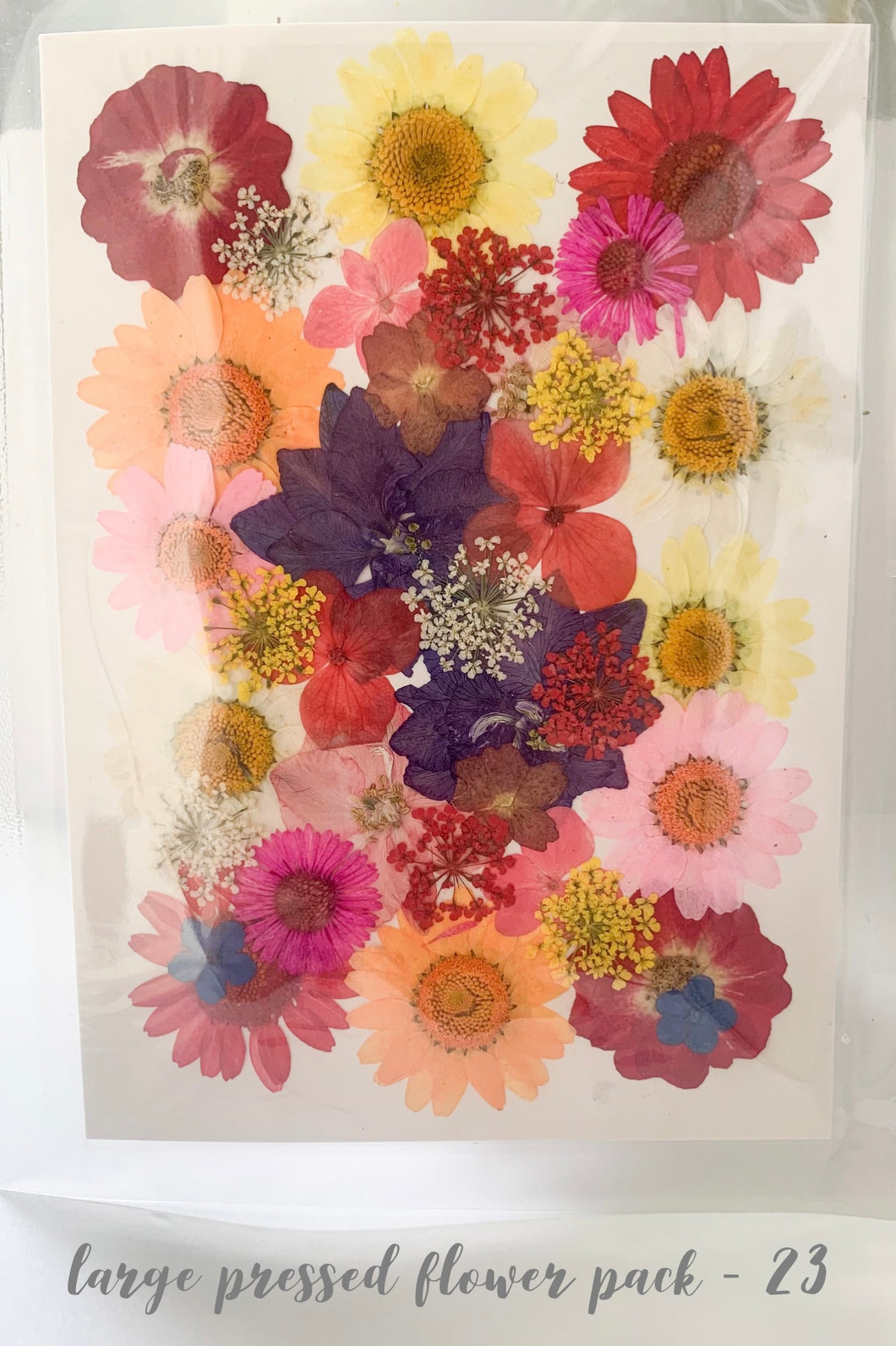 Large Dried Pressed Flower Pack - 23