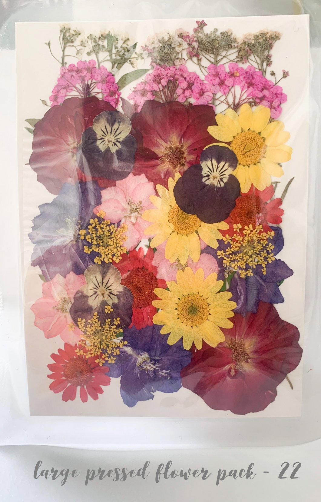 Large Dried Pressed Flower Pack - 22