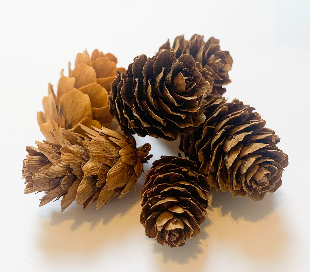 Small Natural Pine Cones