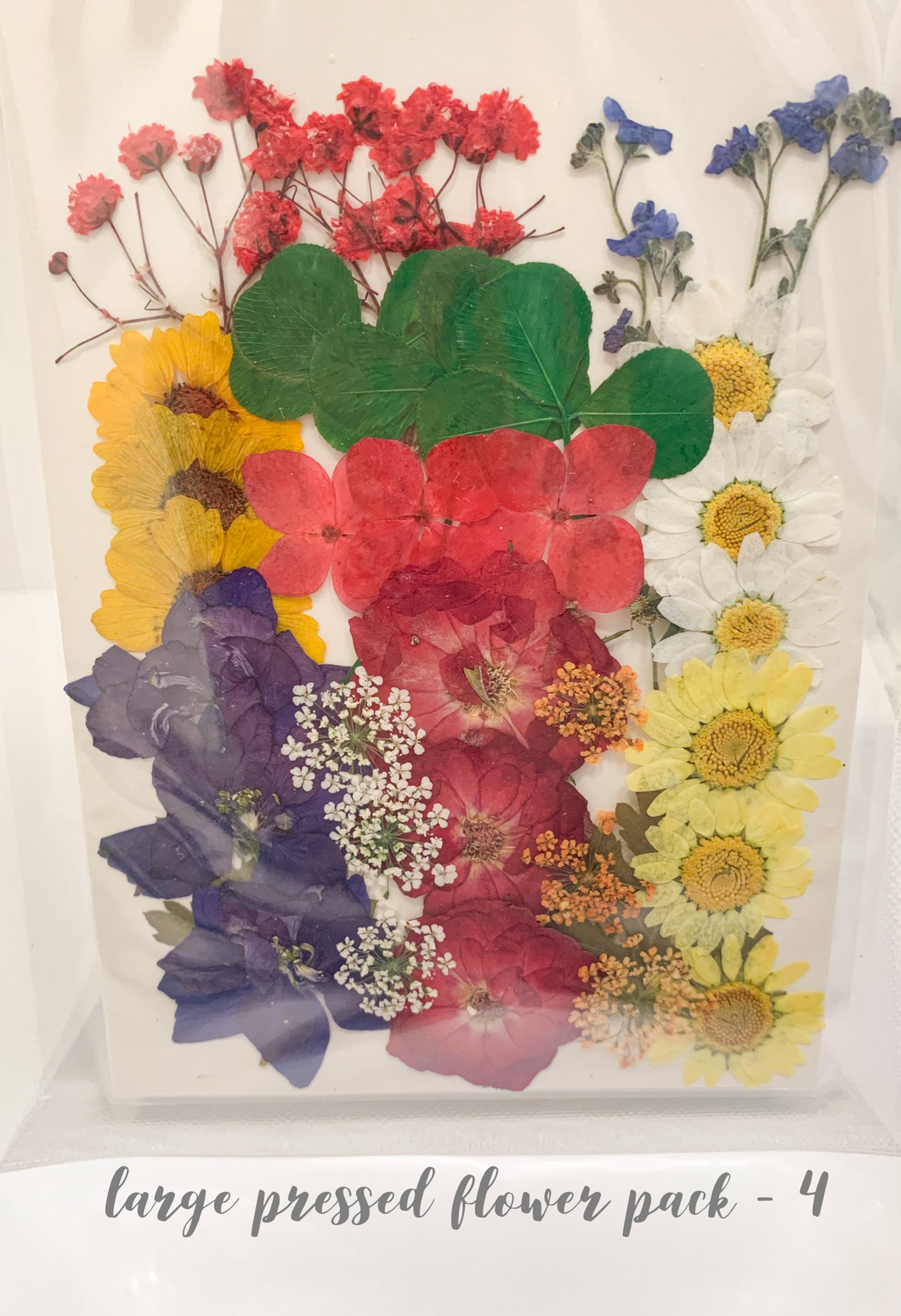 Large Dried Pressed Flower Pack - 4