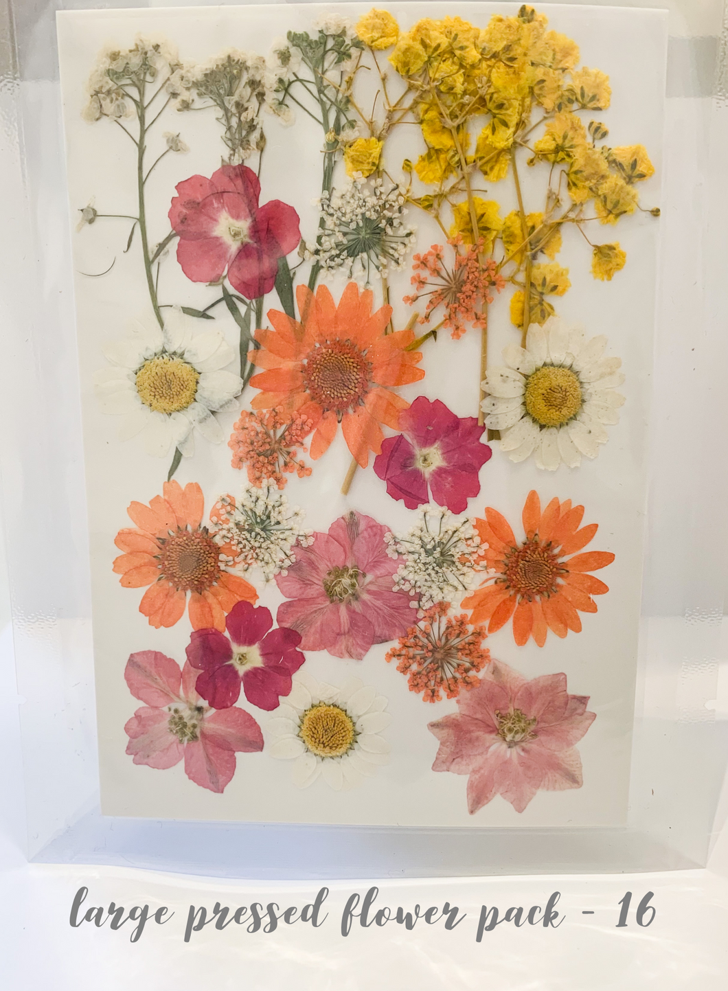 Large Dried Pressed Flower Pack - 16