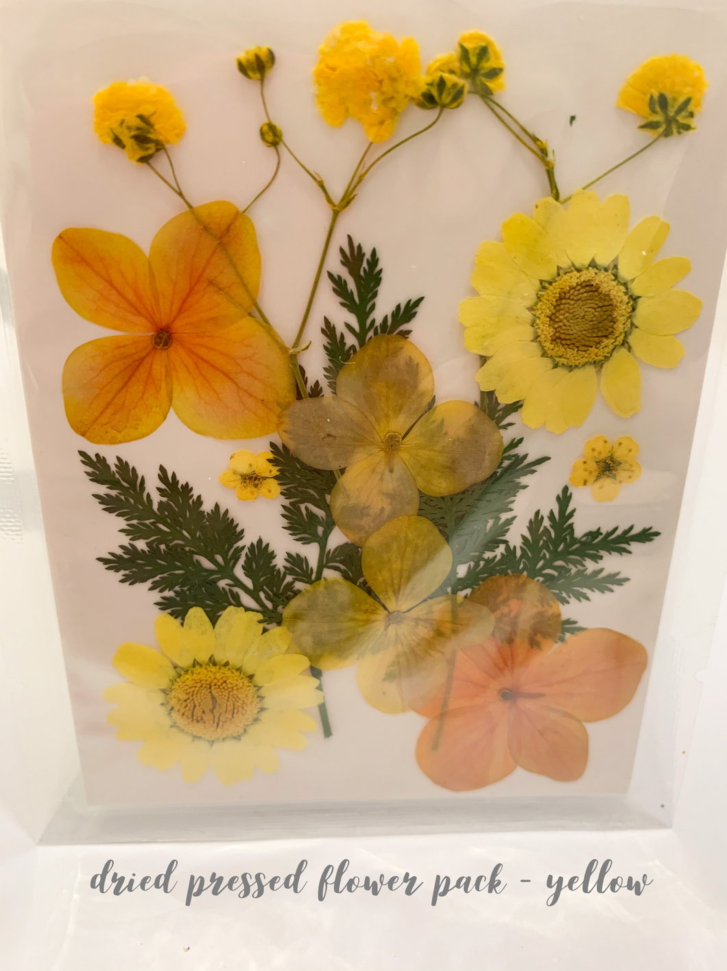 Small Dried Pressed Flower Pack - Yellow