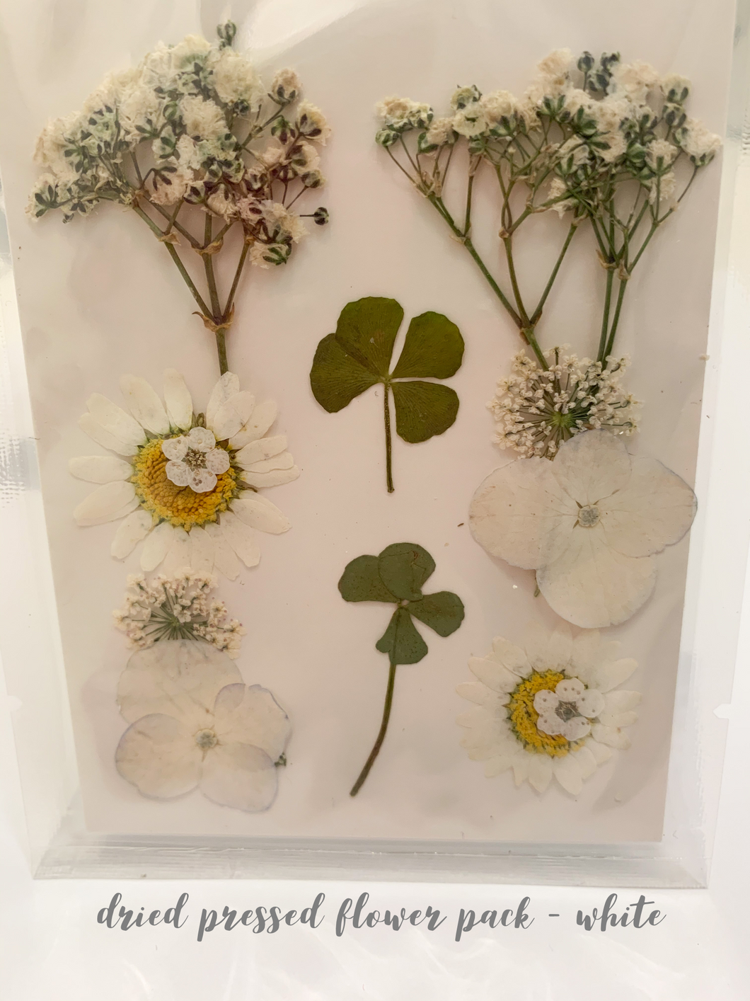 Small Dried Pressed Flower Pack - White