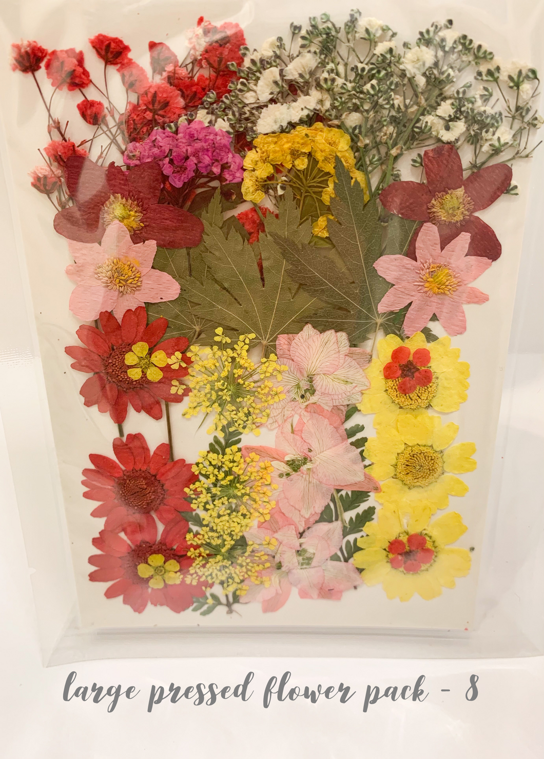 Large Dried Pressed Flower Pack - 8
