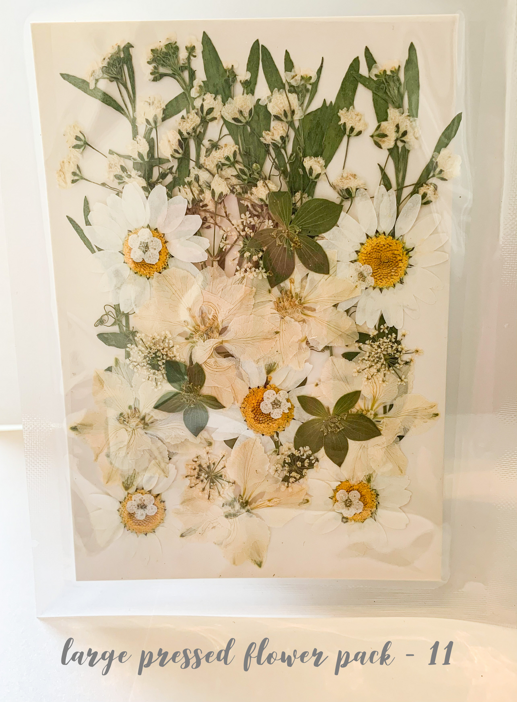 Large Dried Pressed Flower Pack - 11