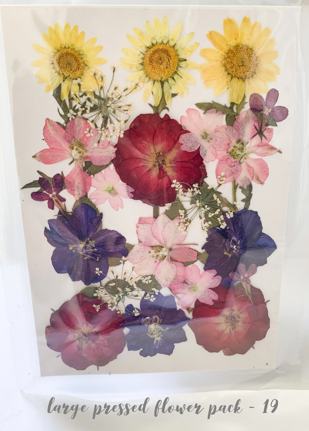 Large Dried Pressed Flower Pack - 19