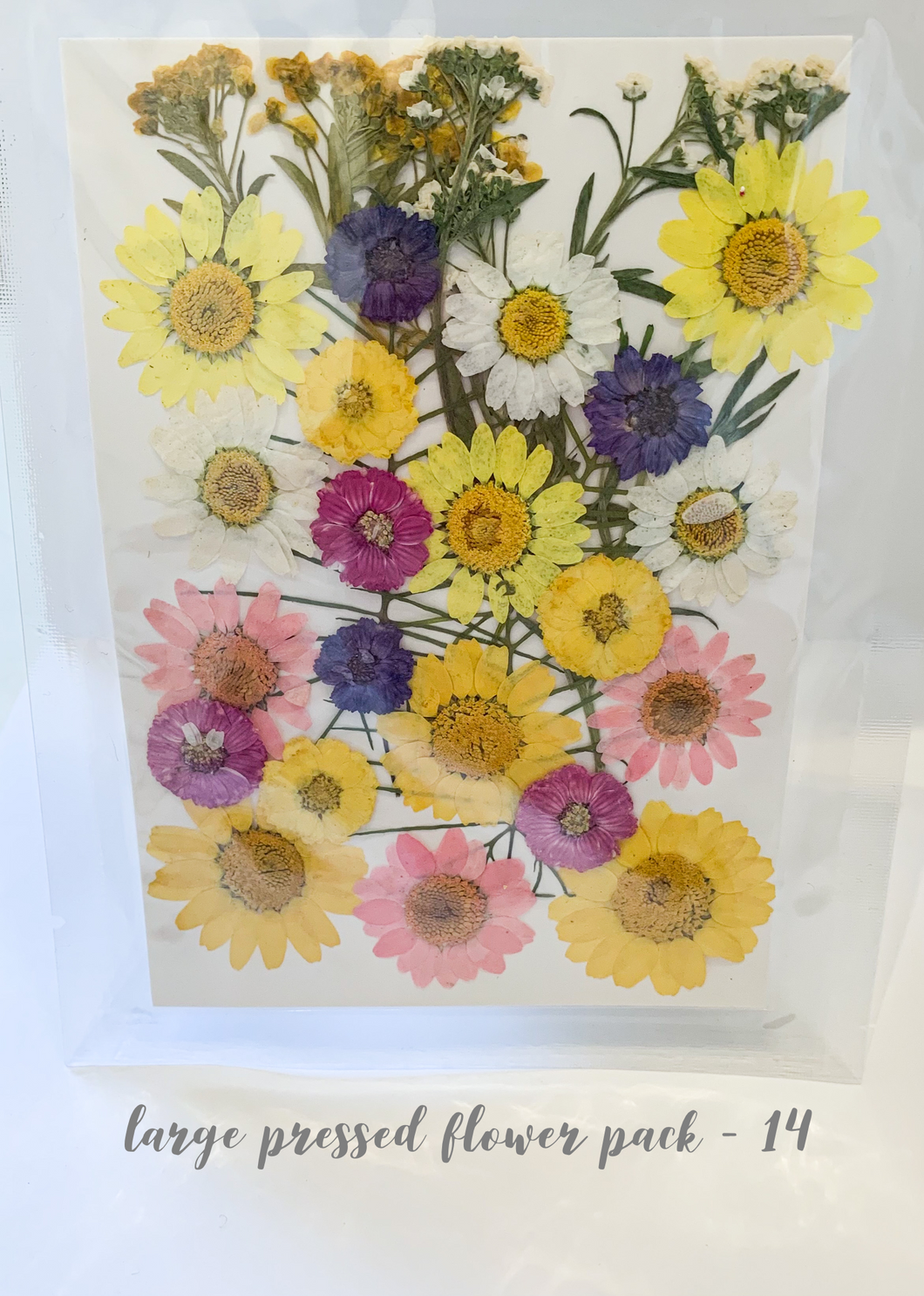 Large Dried Pressed Flower Pack - 14
