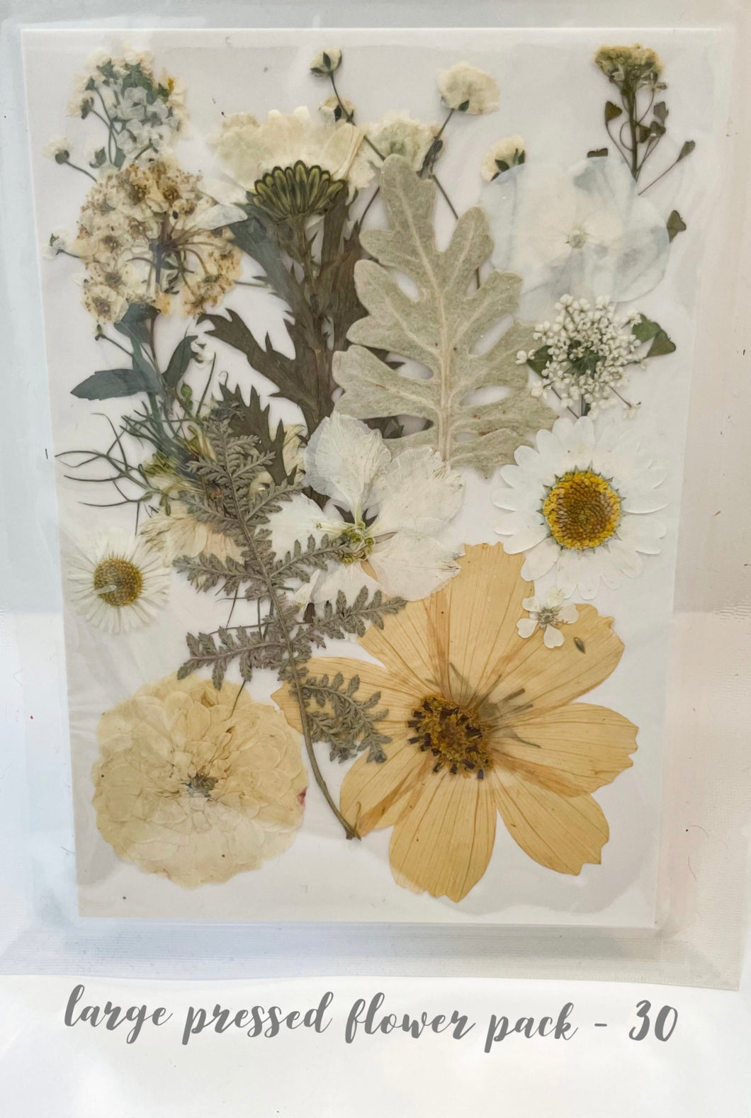 Large Dried Pressed Flower Pack - 30