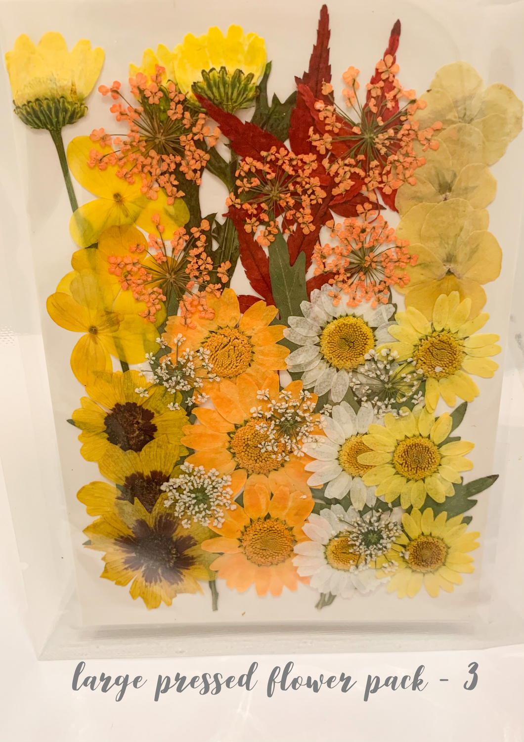 Large Dried Pressed Flower Pack - 3